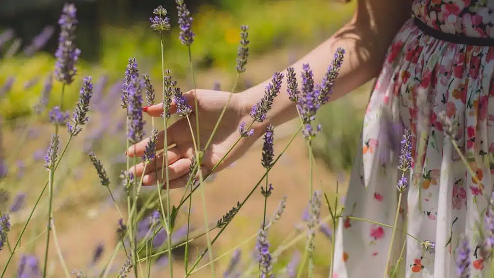 proprietà-della-lavanda