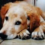 Frasi sui Cani e 10 Lezioni di Vita che Puoi Imparare dal Tuo Cane