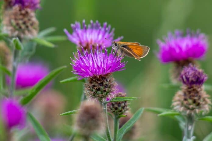 Cardo Mariano in Erboristeria: Tutti i Benefici e Proprietà Naturali