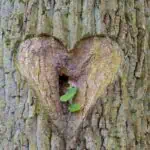 Il Segreto Per Accedere All'Intelligenza del Cuore [in Meno di 1 Minuto]