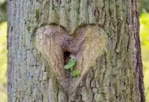 Il Segreto Per Accedere All'Intelligenza del Cuore [in Meno di 1 Minuto]