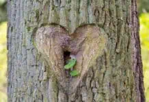 Il Segreto Per Accedere All'Intelligenza del Cuore [in Meno di 1 Minuto]