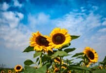 Free stock photo of sunflower, sunflower field, sunflower plant