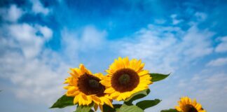 Free stock photo of sunflower, sunflower field, sunflower plant