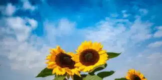 liberta