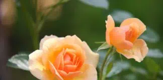 Potatura delle rose in autunno: guida per una fioritura rigogliosa in primavera