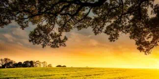 Un contadino indiano trova due diamanti nel suo campo e cambia la sua fortuna: valore di 46.000 dollari.