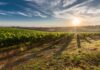 A breathtaking view of a vineyard in Tuscany with the sun rising, casting long shadows.