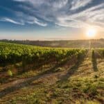 A breathtaking view of a vineyard in Tuscany with the sun rising, casting long shadows.