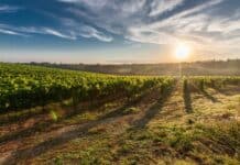 A breathtaking view of a vineyard in Tuscany with the sun rising, casting long shadows.