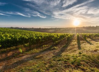 A breathtaking view of a vineyard in Tuscany with the sun rising, casting long shadows.