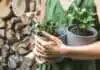 L'albero di giada: Il segreto per una pianta che non muore mai