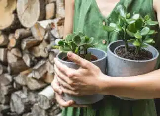 L'albero di giada: Il segreto per una pianta che non muore mai
