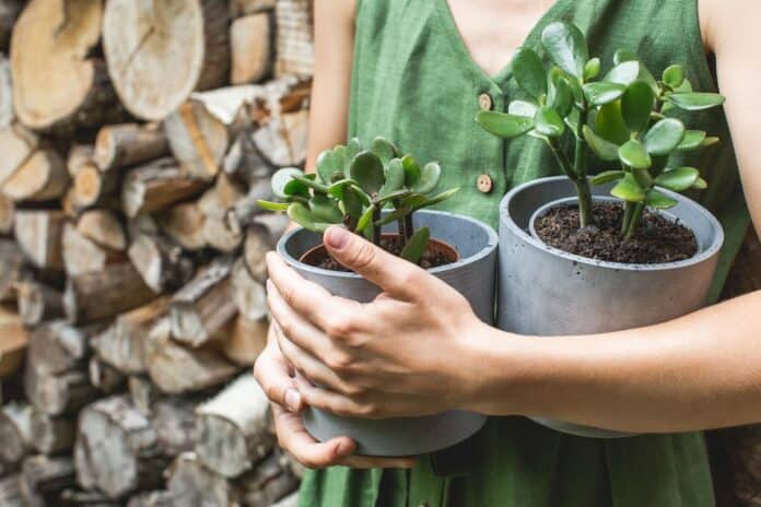 L'albero di giada: Il segreto per una pianta che non muore mai