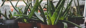 Aloe Vera: Un Sollievo Naturale per il Mal di Gola