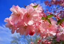 La Leggenda Sakura e il Significato Spirituale dei Fiori di Ciliegio Giapponesi