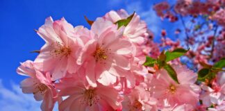 La Leggenda Sakura e il Significato Spirituale dei Fiori di Ciliegio Giapponesi