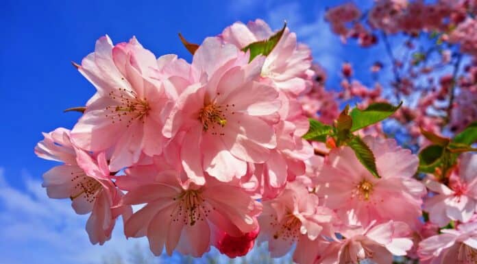 La Leggenda Sakura e il Significato Spirituale dei Fiori di Ciliegio Giapponesi