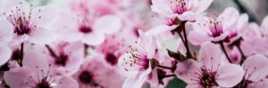 Significato di Hanami