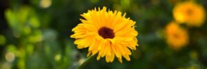 Fiore giallo: calendula