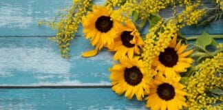 Scegli tra questi 20 fiori gialli: il giardino dei tuoi sogni ti aspetta