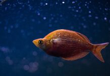 Pesci segno zodiacale: affinità e compatibilità in amore e amicizia Pesci segno zodiacale: affinità e compatibilità in amore e amicizia