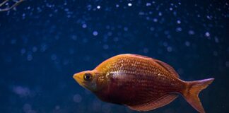 Pesci segno zodiacale: affinità e compatibilità in amore e amicizia Pesci segno zodiacale: affinità e compatibilità in amore e amicizia